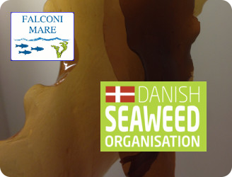 DSO logo - Falconi Mare is a founding member